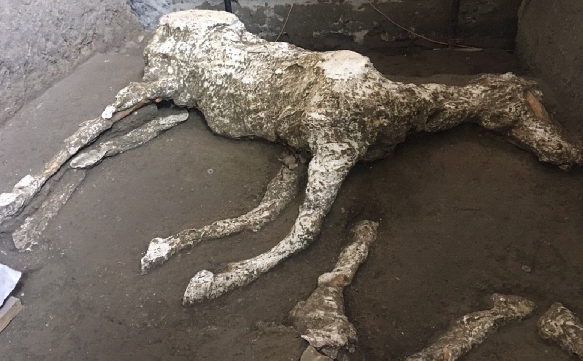 Risultati immagini per immagine dei cavalli scoperti a pompei